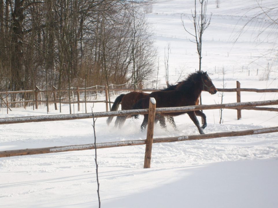 konie_zima